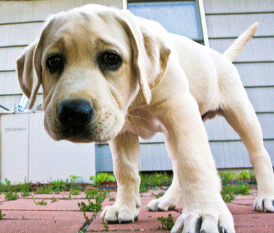 labrador-17.jpg