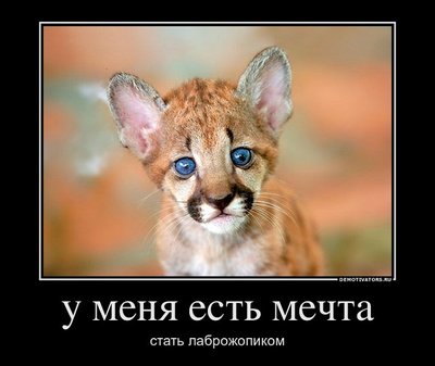 292269_u-menya-est-mechta_demotivators_ru.jpg