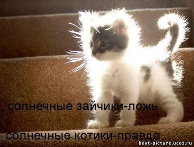 солнечный  котоЗайчик.jpg